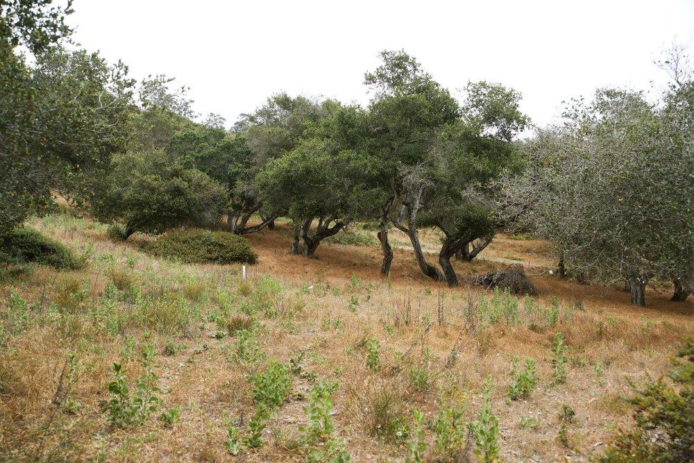 0 Valle Pacifico Road Salinas, CA 93907 - Photo 11 of 45