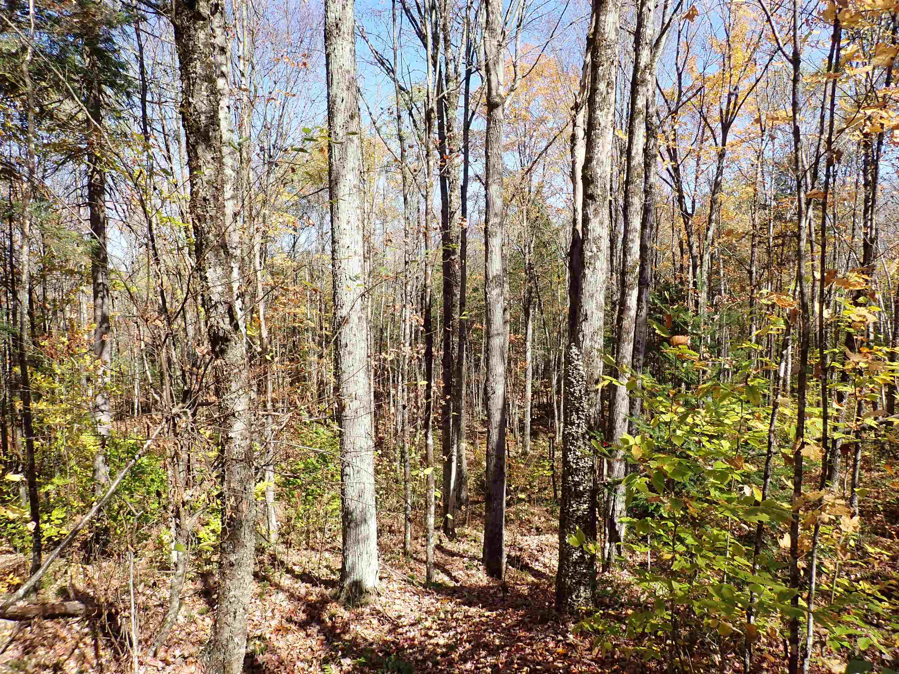 501 Fellows Road Guildhall, VT 05905 - Photo 23 of 23