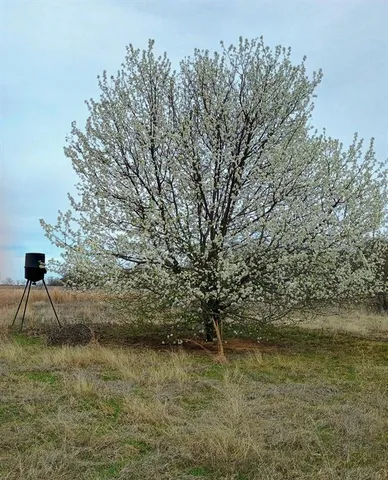 a view of a lake with a tree