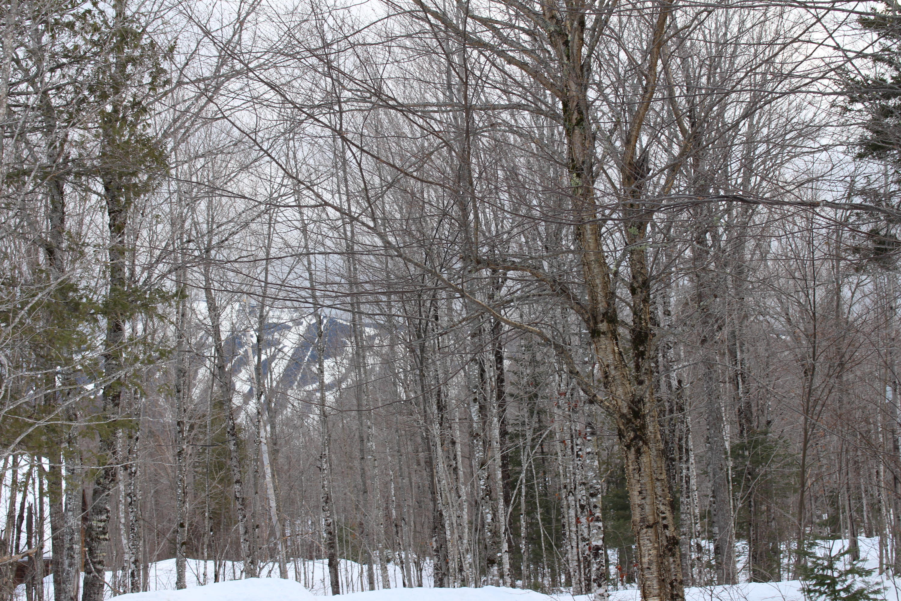5003 Twin Brook Road Carrabassett Valley, ME 04947 - Photo 17 of 23 View of Sugarloaf