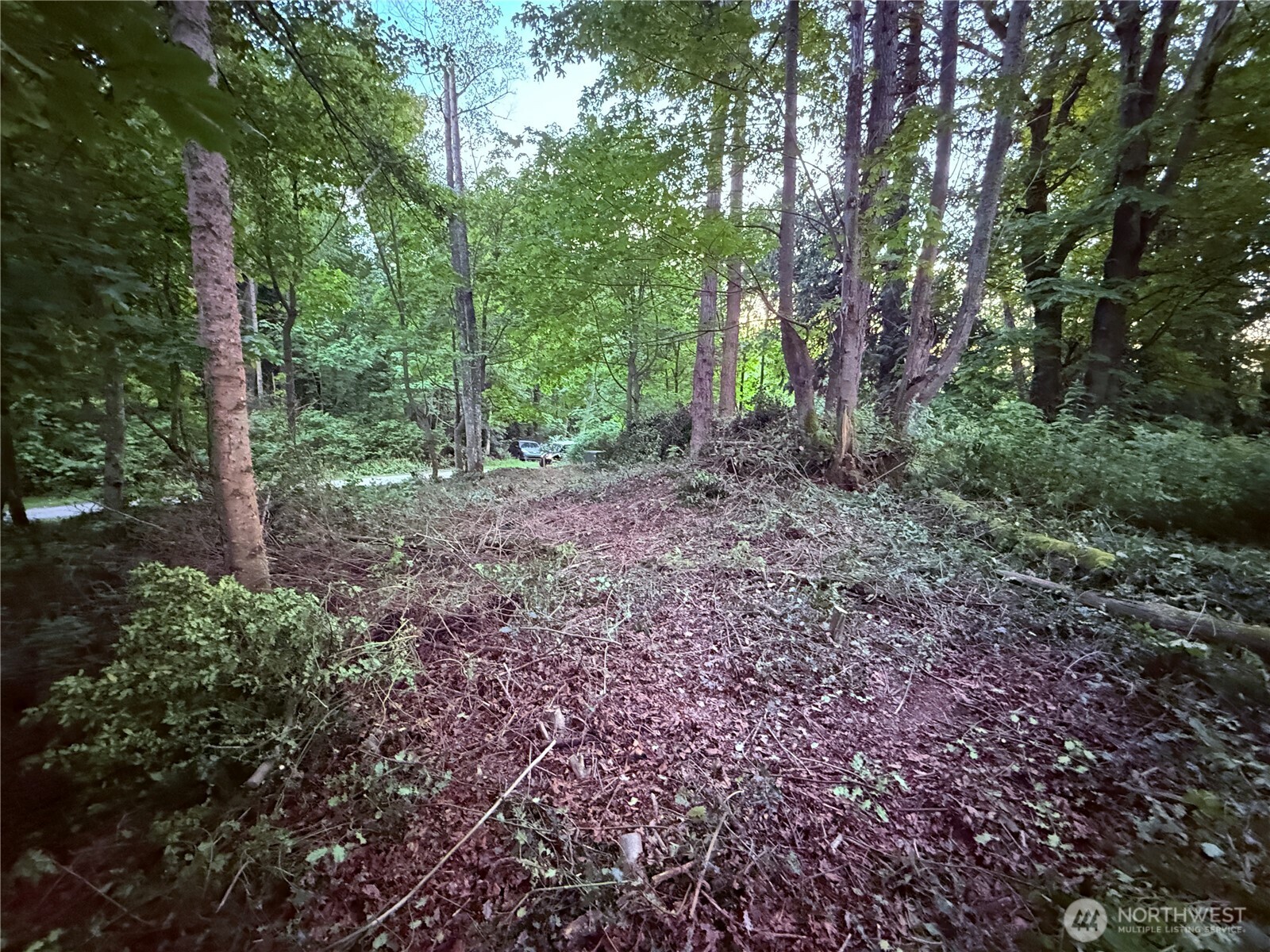 32 K Beach Way Hat Island, WA 98201 - Photo 8 of 28 a view of a forest that has large trees