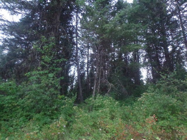 271-tbd Jacknife Lookout Road Kettle Falls, WA 99141 - Photo 8 of 9 Gallery Image 8