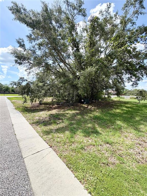 9925 Reindeer Court Spring Hill, FL 34608 - Photo 7 of 8 a view of yard with large trees
