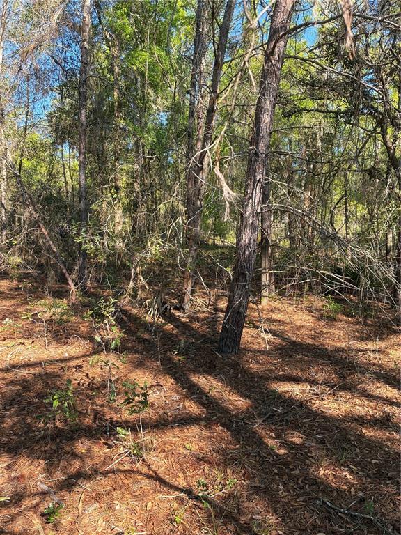 24533 Pink Panther Road Paisley, FL 32767 - Photo 6 of 29 a view of yard with trees