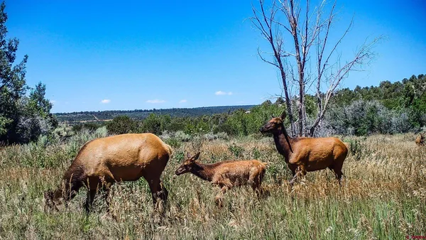 $3,000,000 | 43930 Highway 160, Mancos, CO 81328