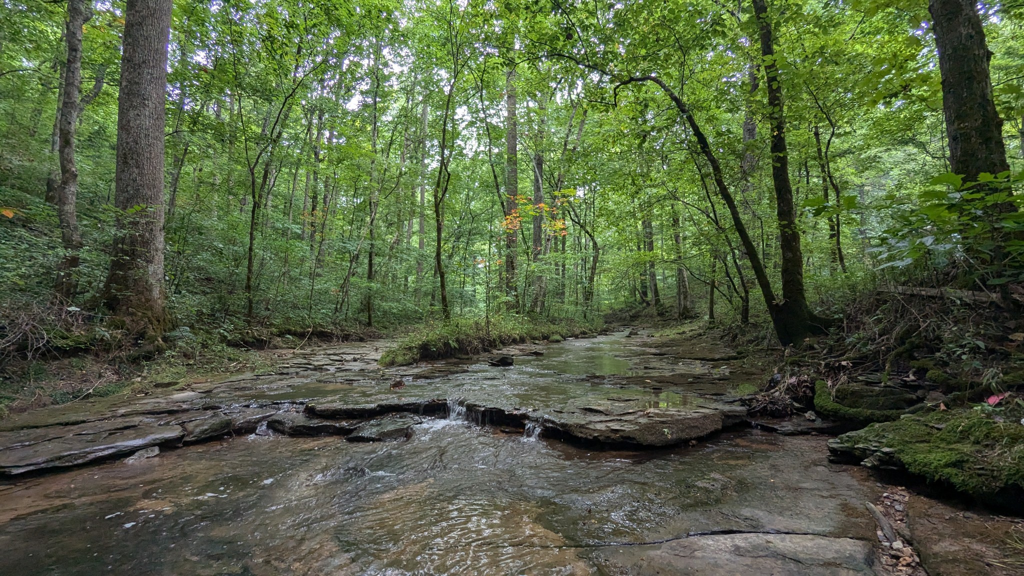1099 North Boiling Springs Road Portland, TN 37148 - Photo 34 of 39 a view of a forest with trees