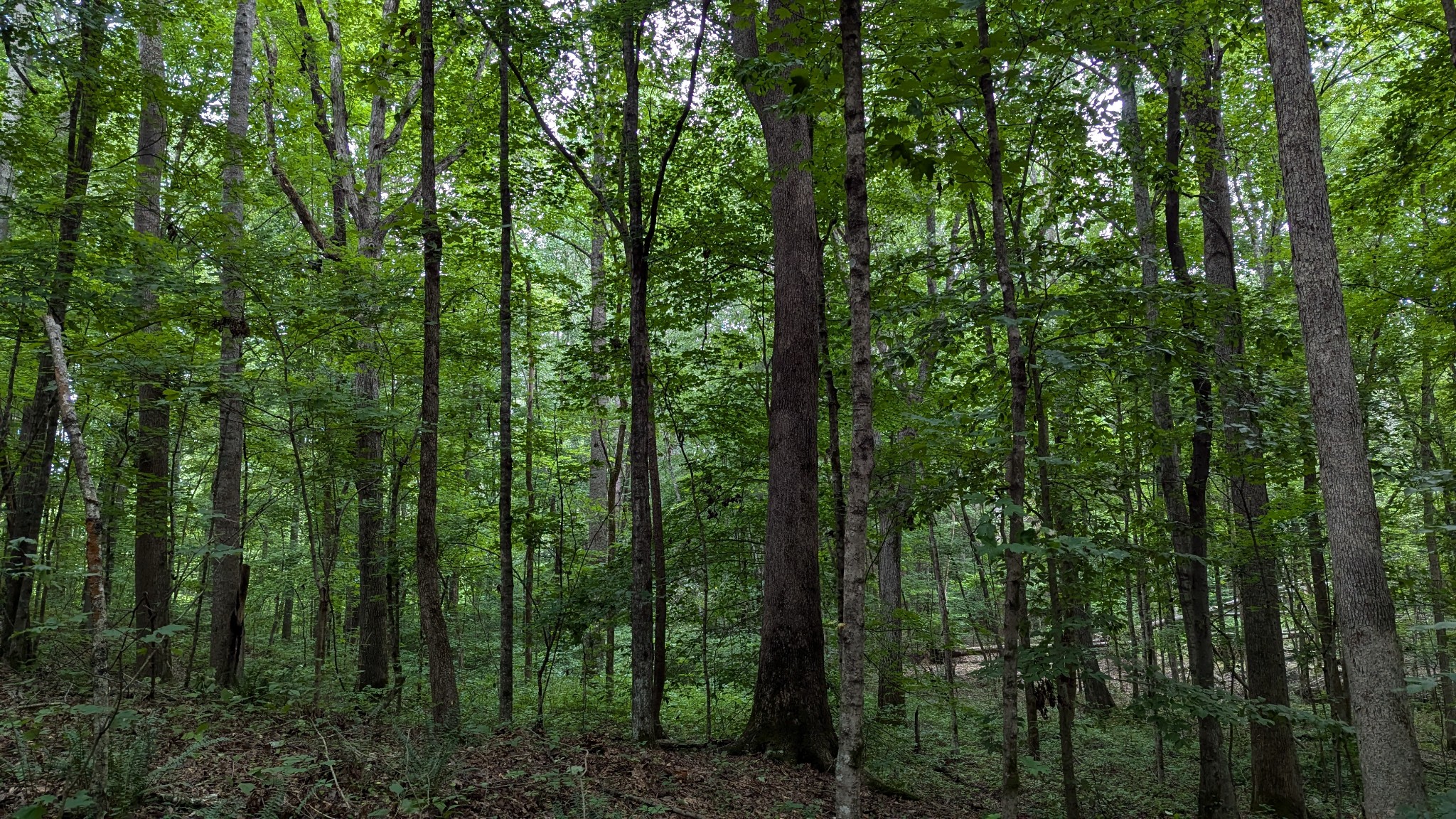 1099 North Boiling Springs Road Portland, TN 37148 - Photo 36 of 39