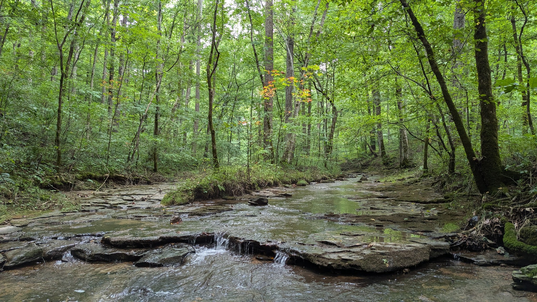 1099 North Boiling Springs Road Portland, TN 37148 - Photo 37 of 39 a view of a forest filled with trees