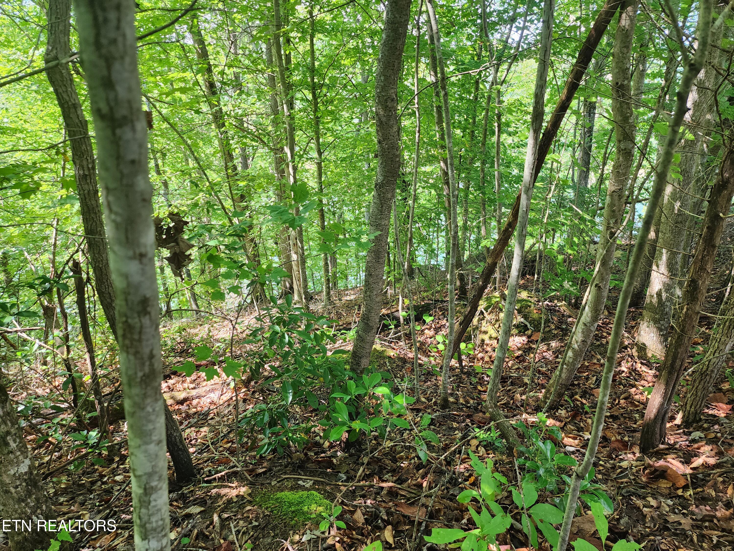 26 Rockfish Point New Tazewell, TN 37825 - Photo 3 of 12 26 lot