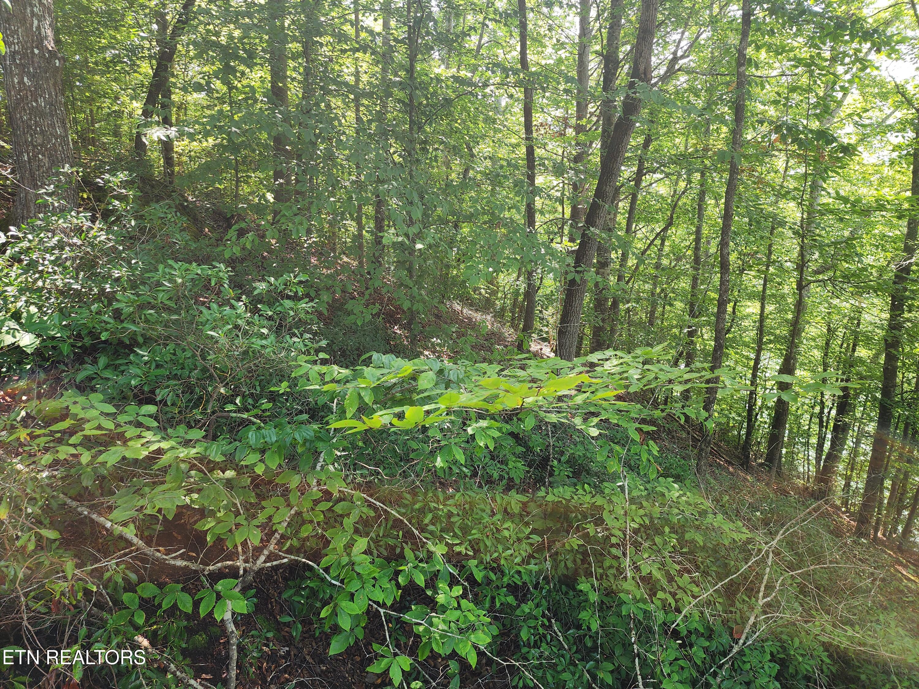 26 Rockfish Point New Tazewell, TN 37825 - Photo 4 of 12 Slope to water