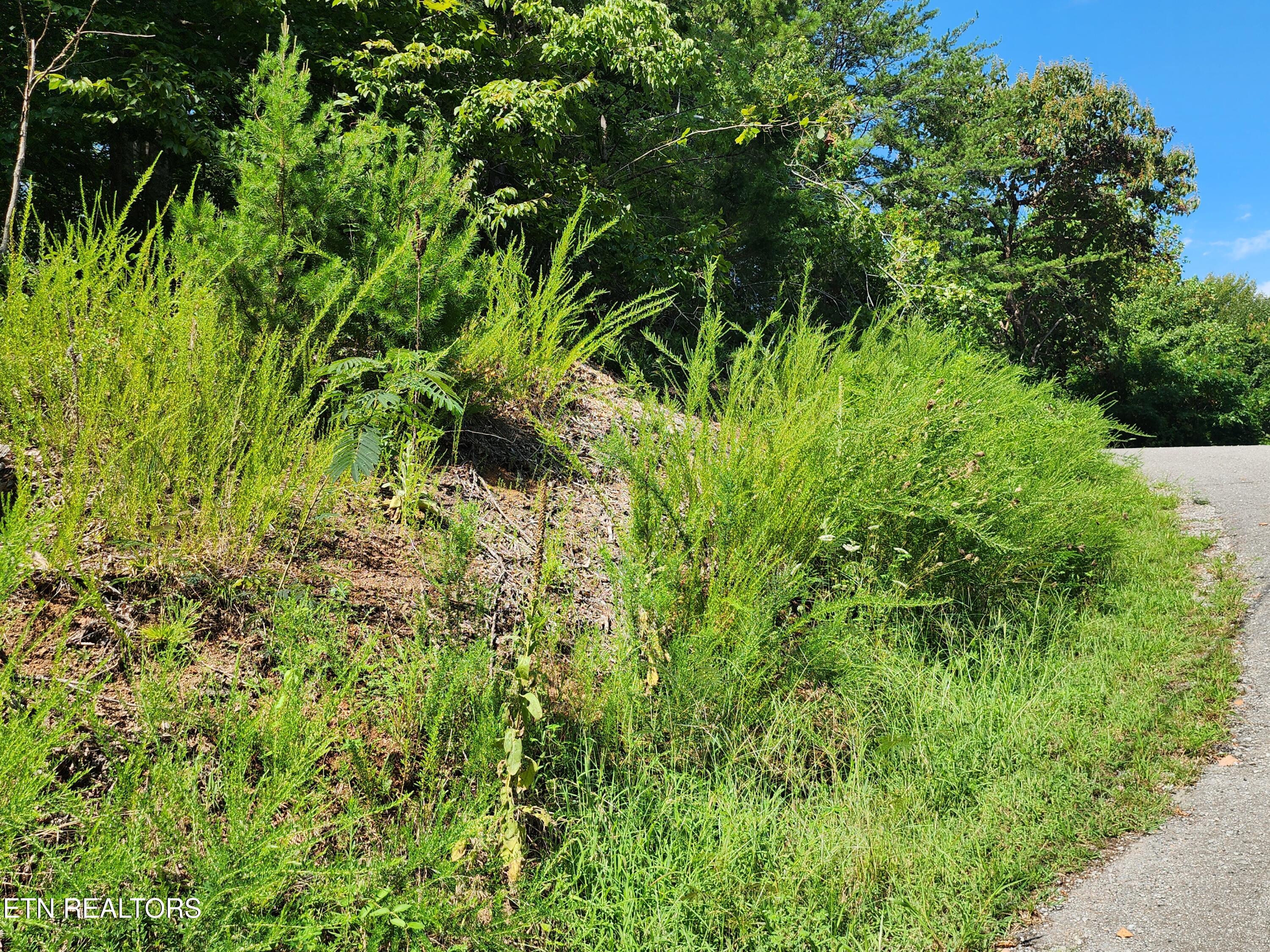 26 Rockfish Point New Tazewell, TN 37825 - Photo 5 of 12 At road west edge of lot