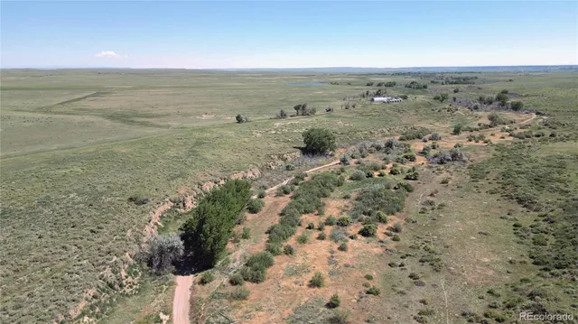 a view of a forest with a tree