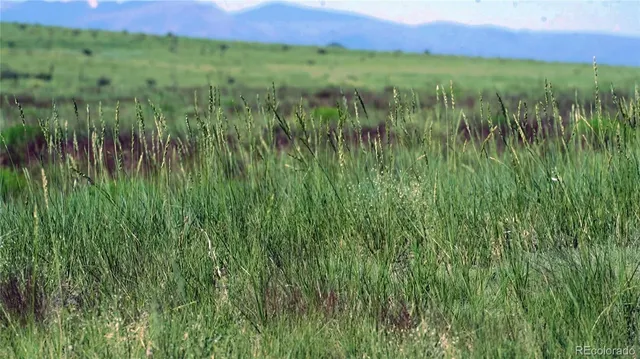 a view of a lush green space