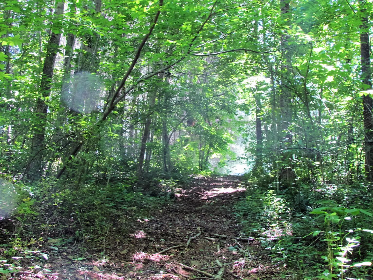 81 Jamison Mill Road Henry, VA 24102 - Photo 27 of 28 a view of outdoor space and garden