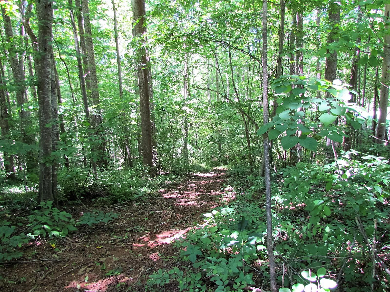 81 Jamison Mill Road Henry, VA 24102 - Photo 28 of 28 a backyard of a house with lots of green space
