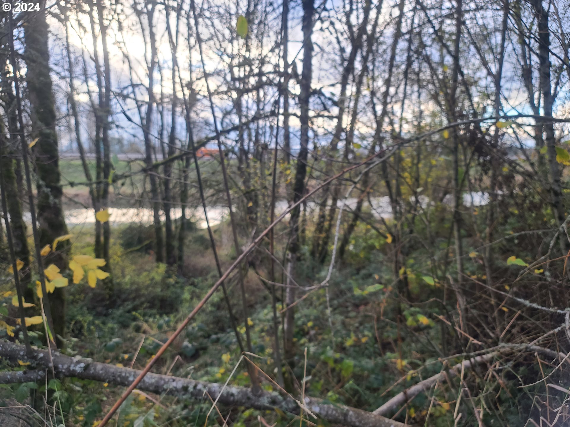 0 Grade Street Kelso, WA 98626 - Photo 3 of 8 a view of forest