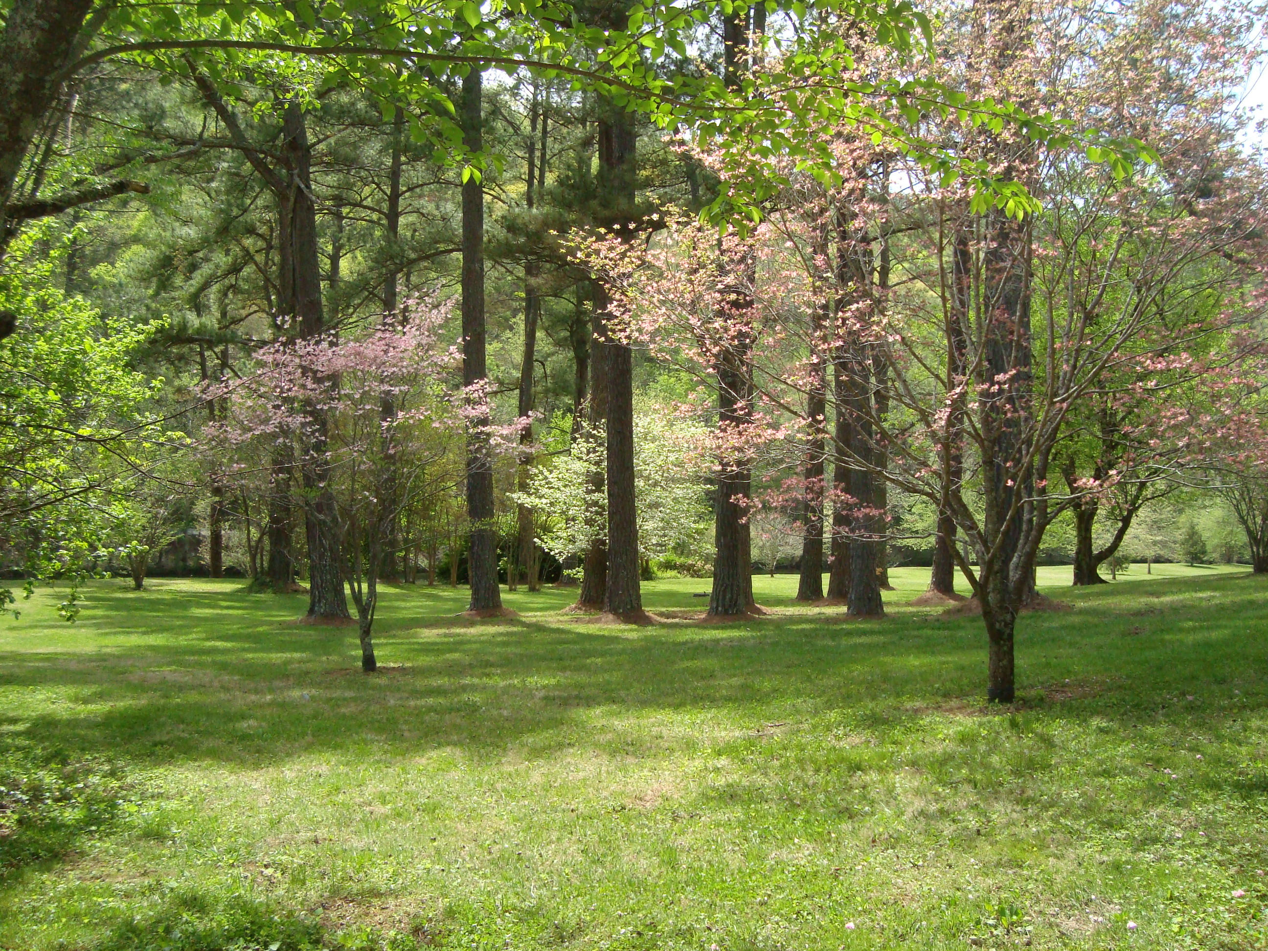 1 Rafter Road Road Tellico Plains, TN 37385 - Photo 23 of 39 DSC04304