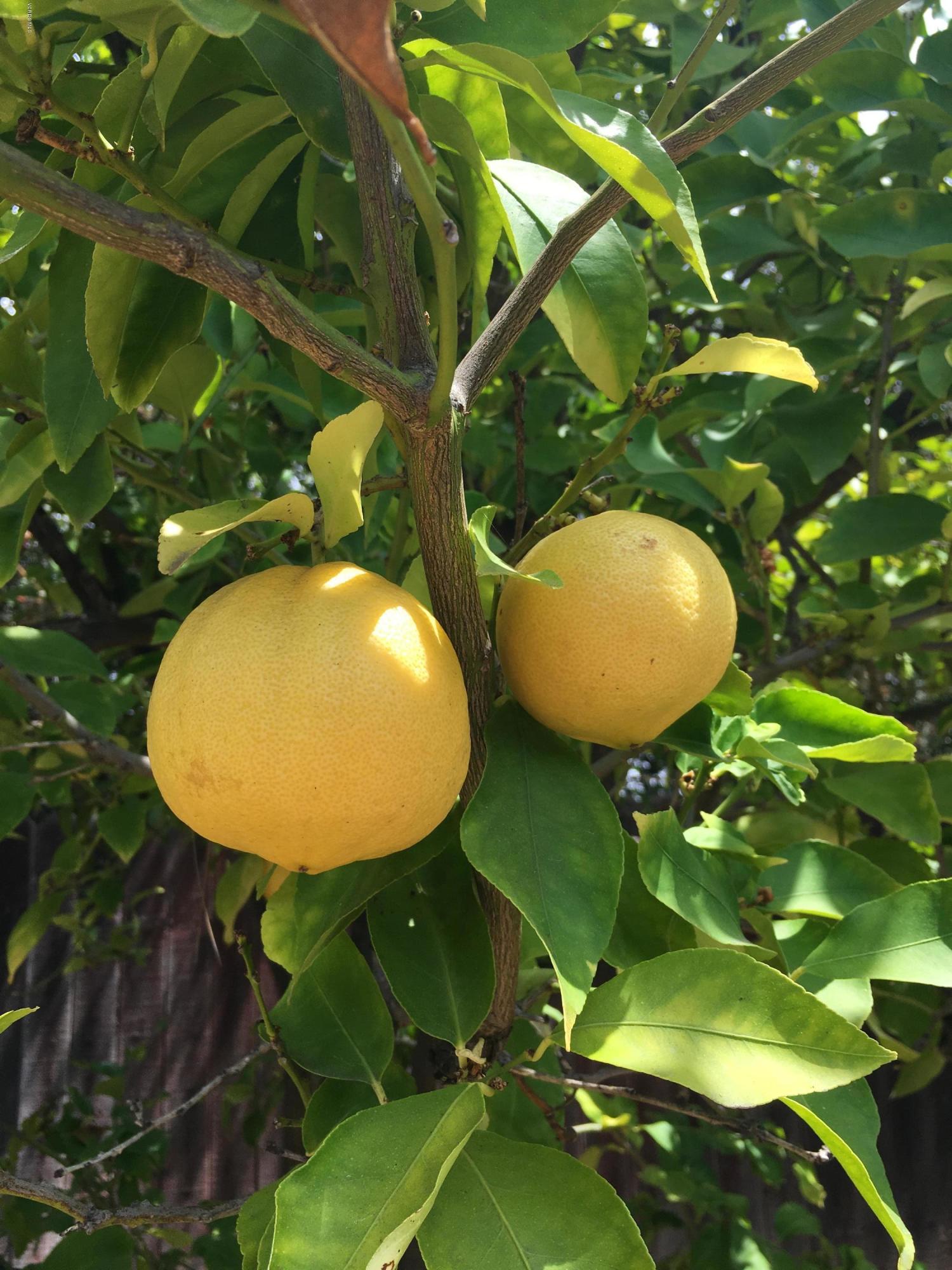 1065 Warwick Avenue Thousand Oaks, CA 91360 - Photo 11 of 15 a view of a swimming pool