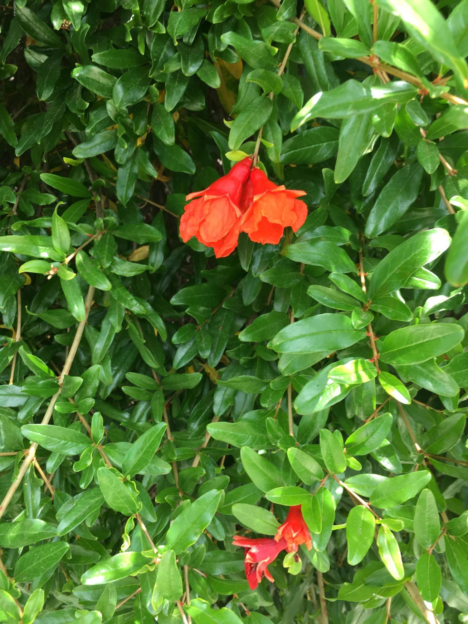 1065 Warwick Avenue Thousand Oaks, CA 91360 - Photo 12 of 15 a view of a flower