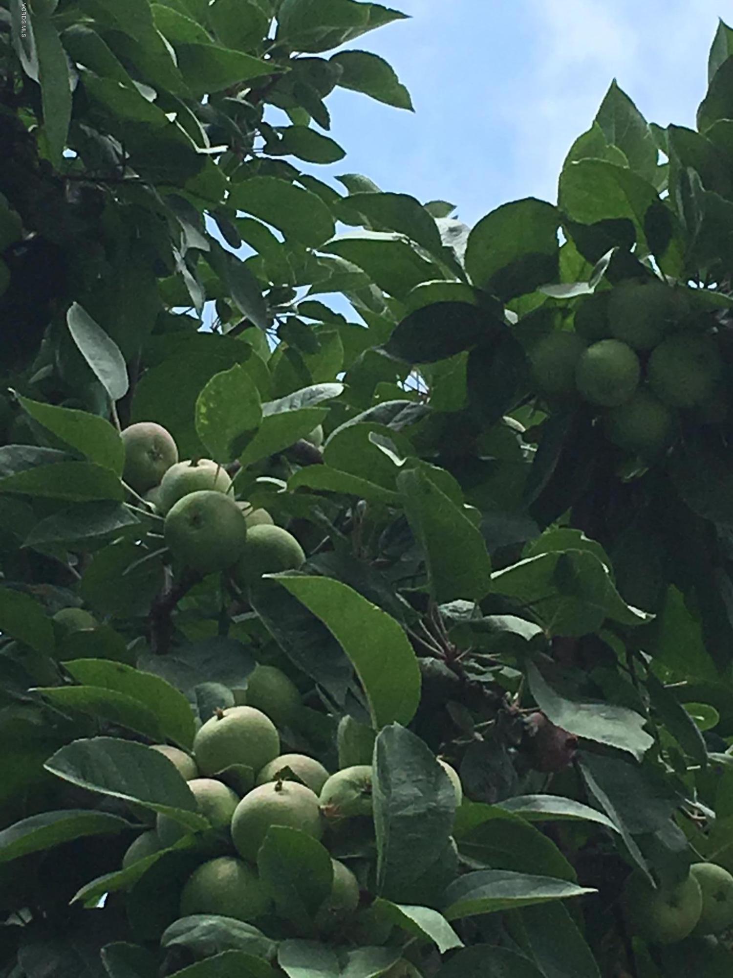 1065 Warwick Avenue Thousand Oaks, CA 91360 - Photo 13 of 15 a backyard of a tree with lots of plant