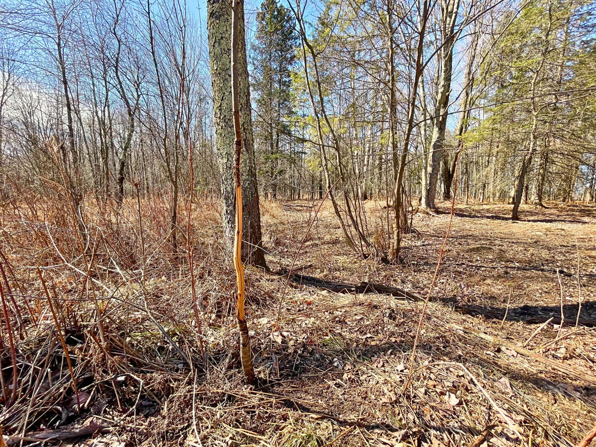 W10605 White Birch Road Kennan, WI 54537 - Photo 12 of 22 Gallery Image 12
