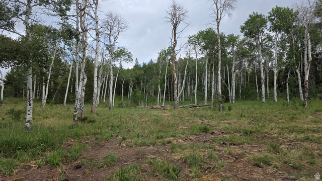 38 Spruce, Unit 38A Evanston, UT 82930 - Photo 9 of 15 Wooded property featuring a mix of mature deciduous and coniferous trees, with a grassy clearing
