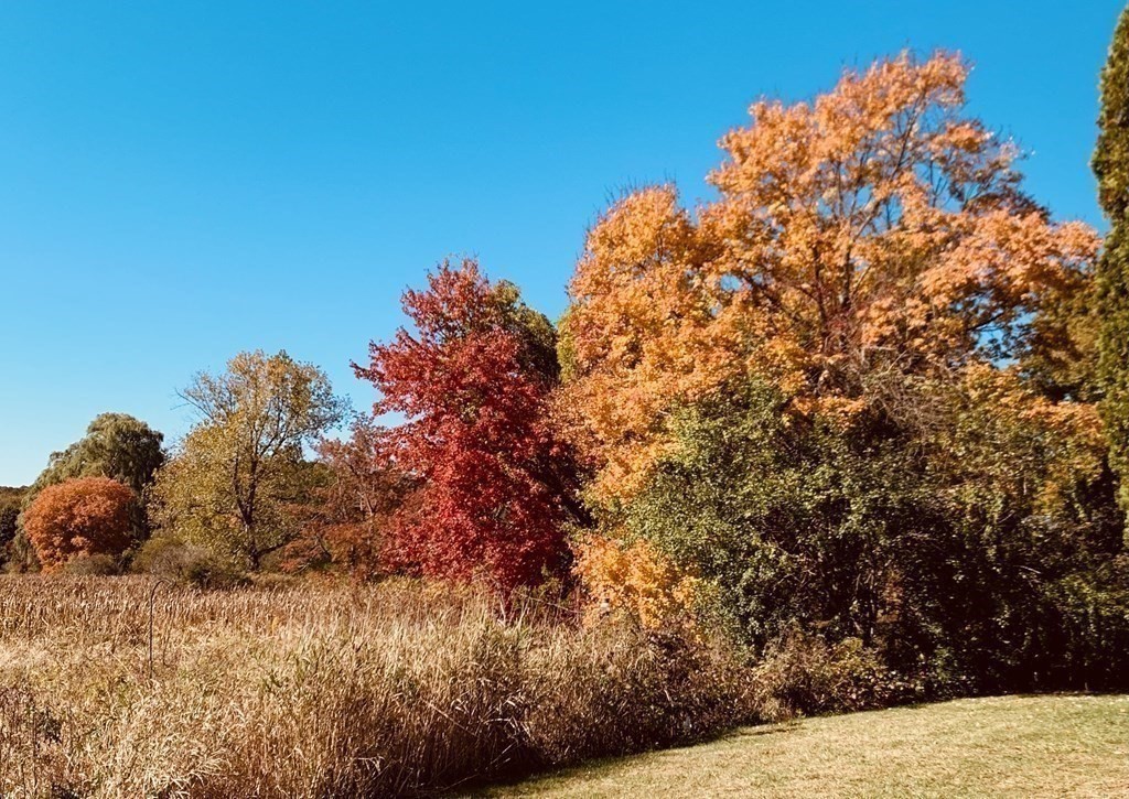 164 Marrett Road Lexington, MA 02421 - Photo 37 of 41 a view of tall trees