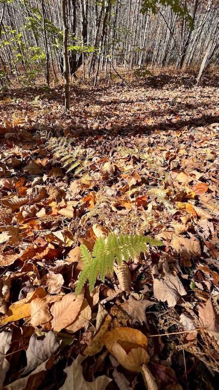 0 Joe Todd Road Fleischmanns, NY 12430 - Photo 14 of 33