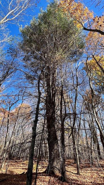 0 Joe Todd Road Fleischmanns, NY 12430 - Photo 15 of 33