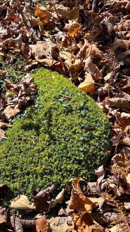 0 Joe Todd Road Fleischmanns, NY 12430 - Photo 22 of 33