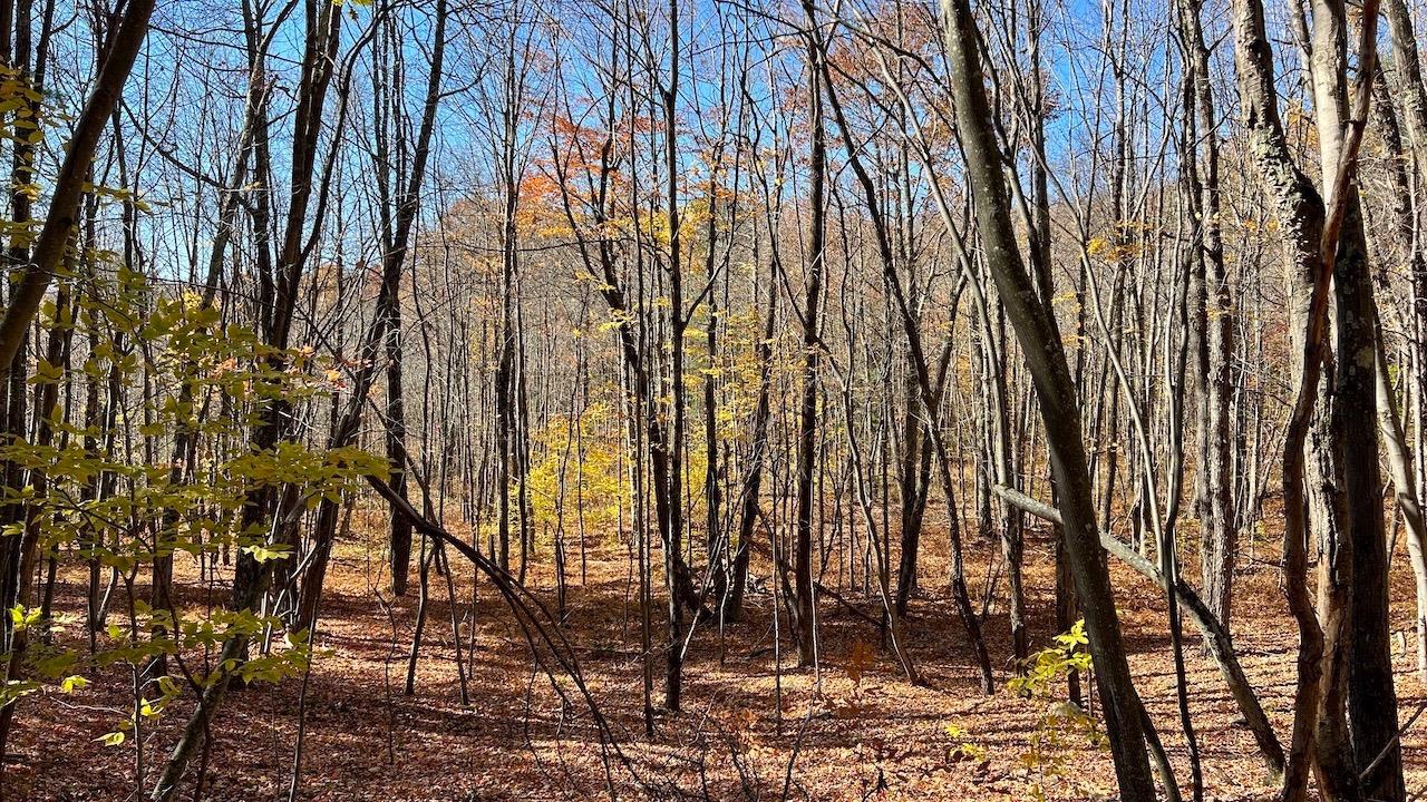 0 Joe Todd Road Fleischmanns, NY 12430 - Photo 23 of 33