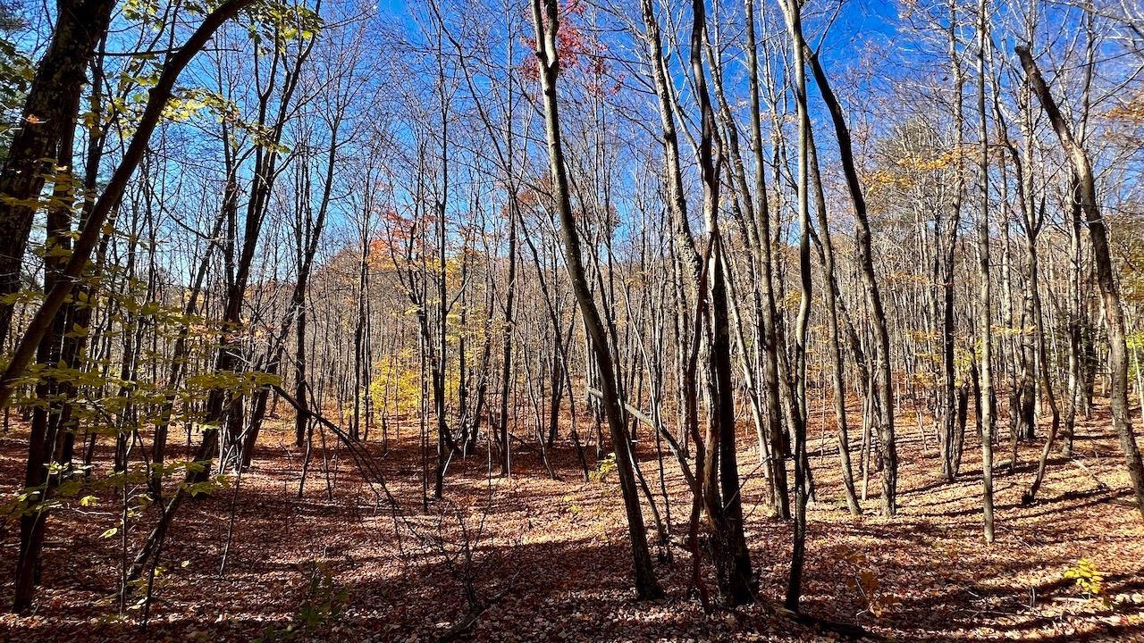 0 Joe Todd Road Fleischmanns, NY 12430 - Photo 6 of 33