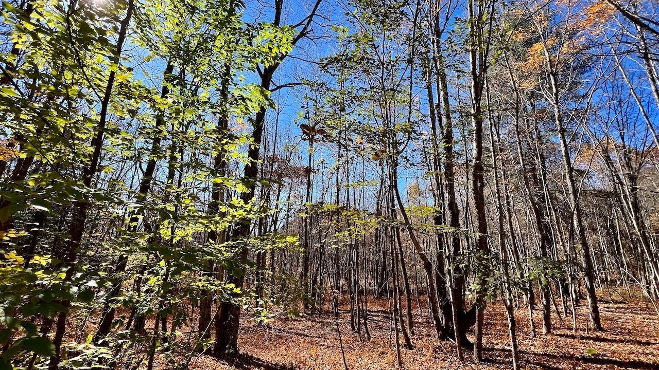 0 Joe Todd Road Fleischmanns, NY 12430 - Photo 9 of 33