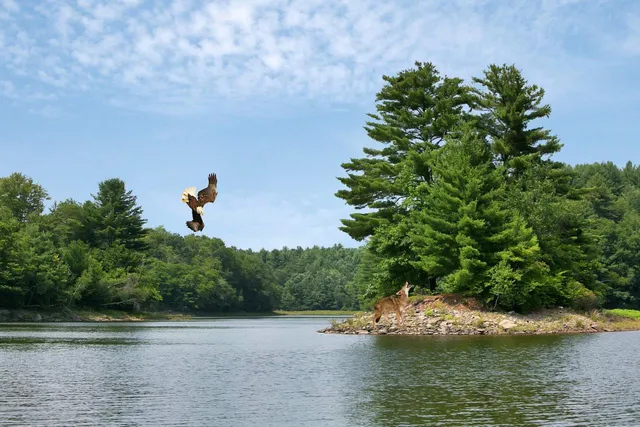 a view of a field with trees in background