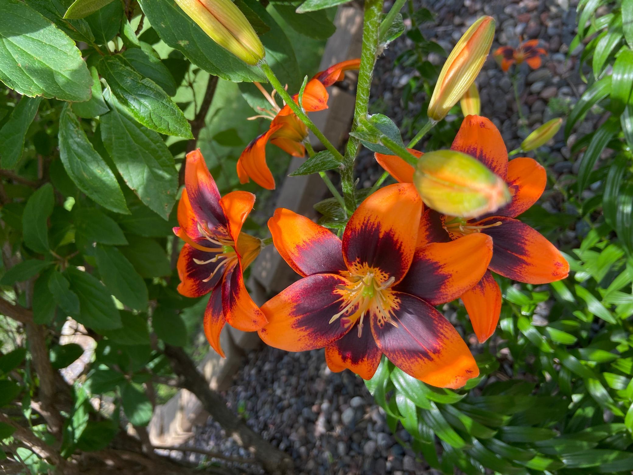 2061 10th Avenue Star Prairie, WI 54026 - Photo 51 of 56