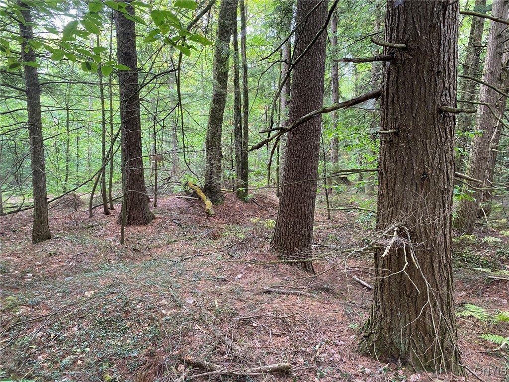 Fisherman S Bridge Road Williamstown, NY 13493 - Photo 29 of 35 Hemlock, Pine & Cherry