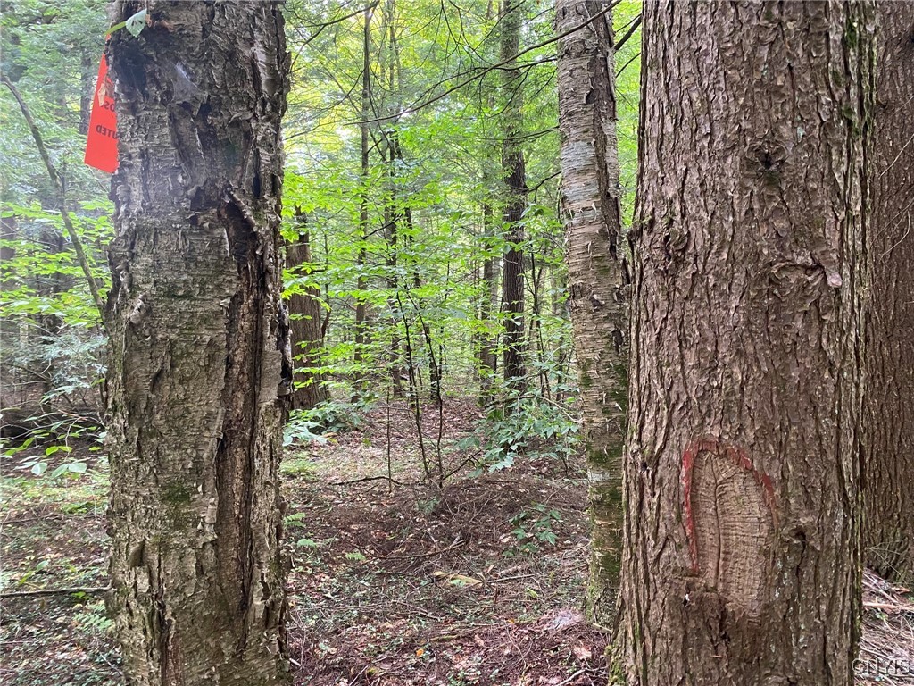 Fisherman S Bridge Road Williamstown, NY 13493 - Photo 32 of 35 Boundary Paint, Blaze and Poster