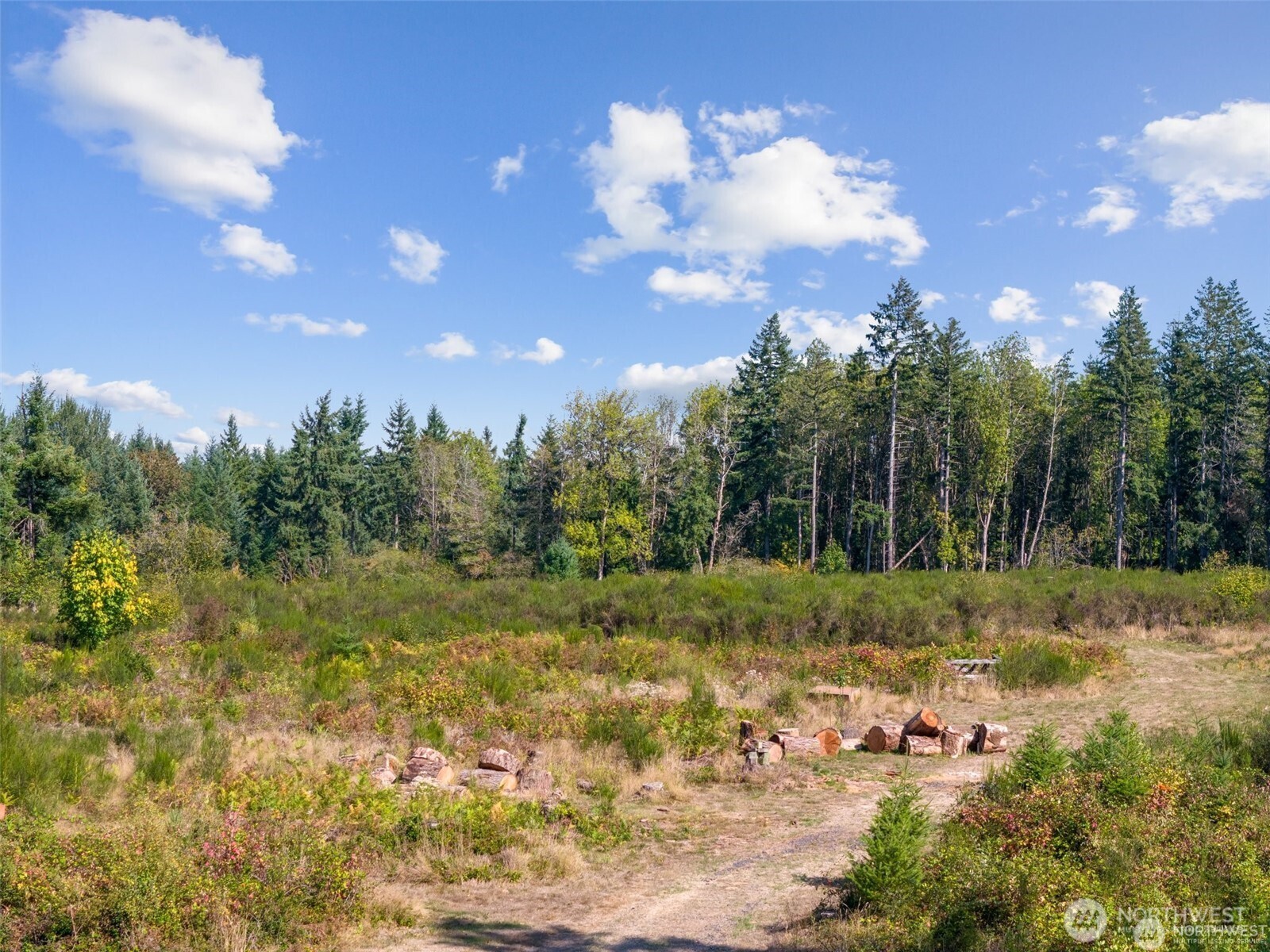 0 Koontz Road Napavine, WA 98532 - Photo 15 of 21 a view of a yard with trees
