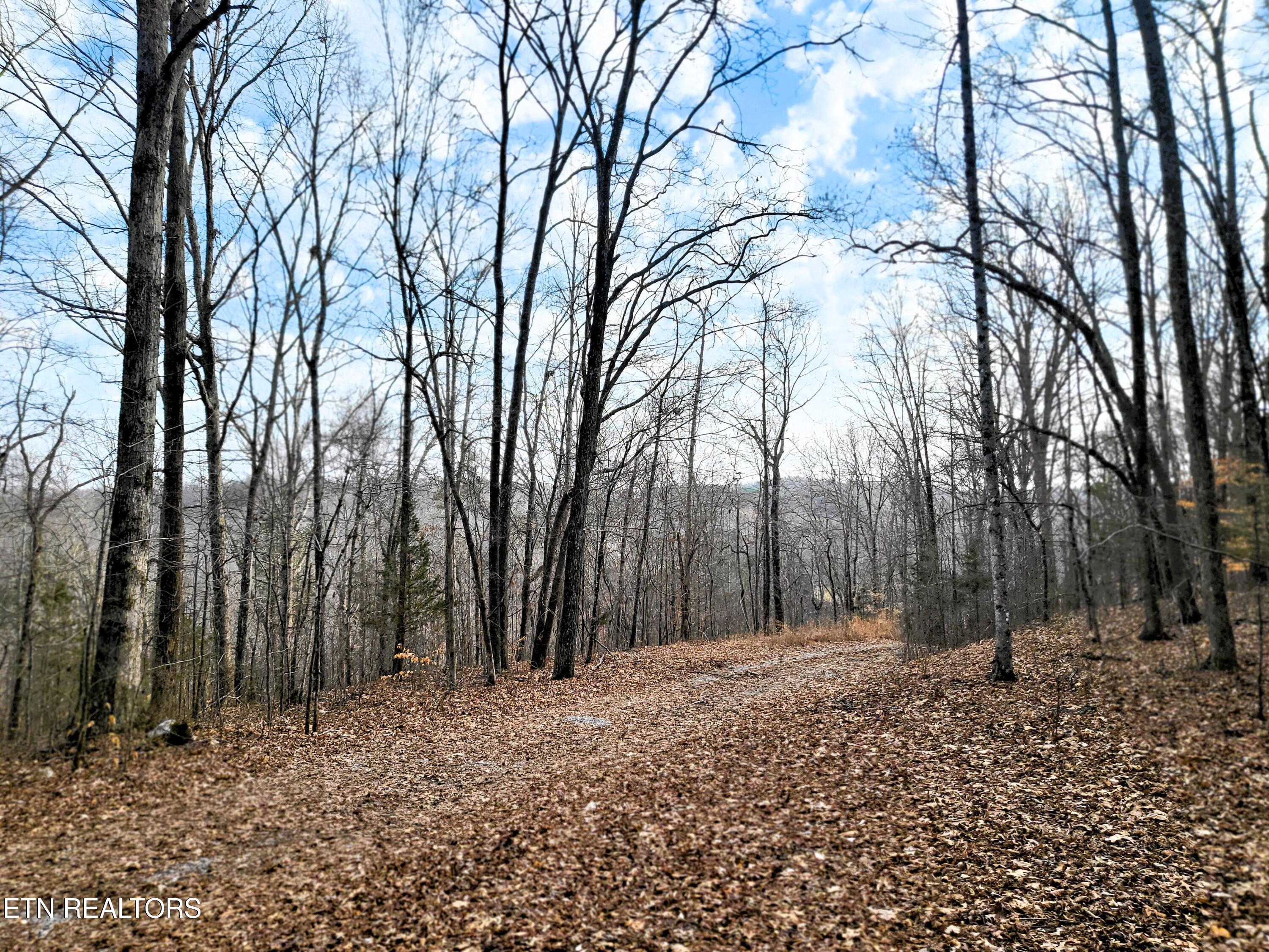 771 County Road 188 Decatur, TN 37322 - Photo 14 of 27 DRIVEWAY AND VIEW