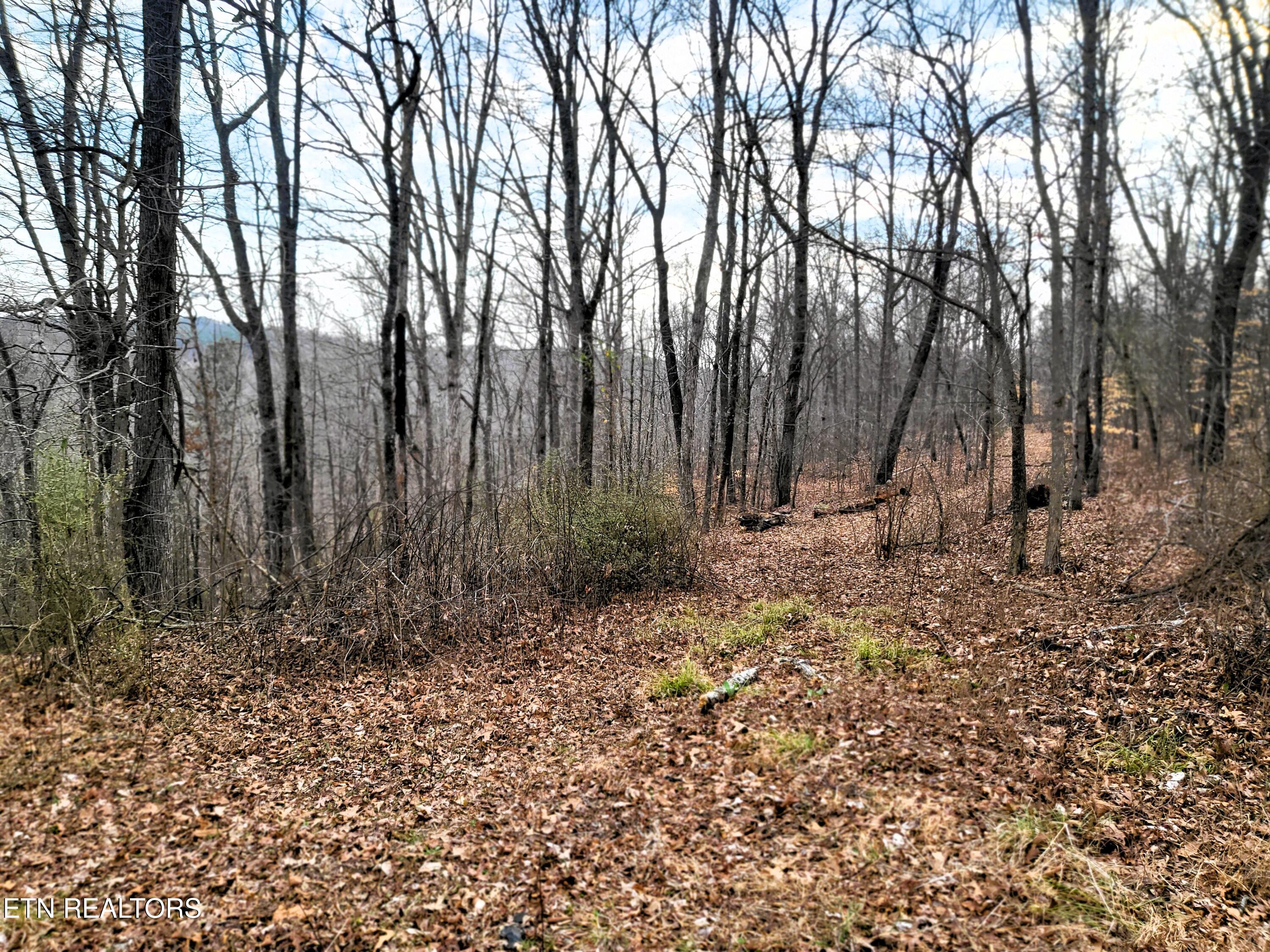 771 County Road 188 Decatur, TN 37322 - Photo 15 of 27 VIEW AND TREES