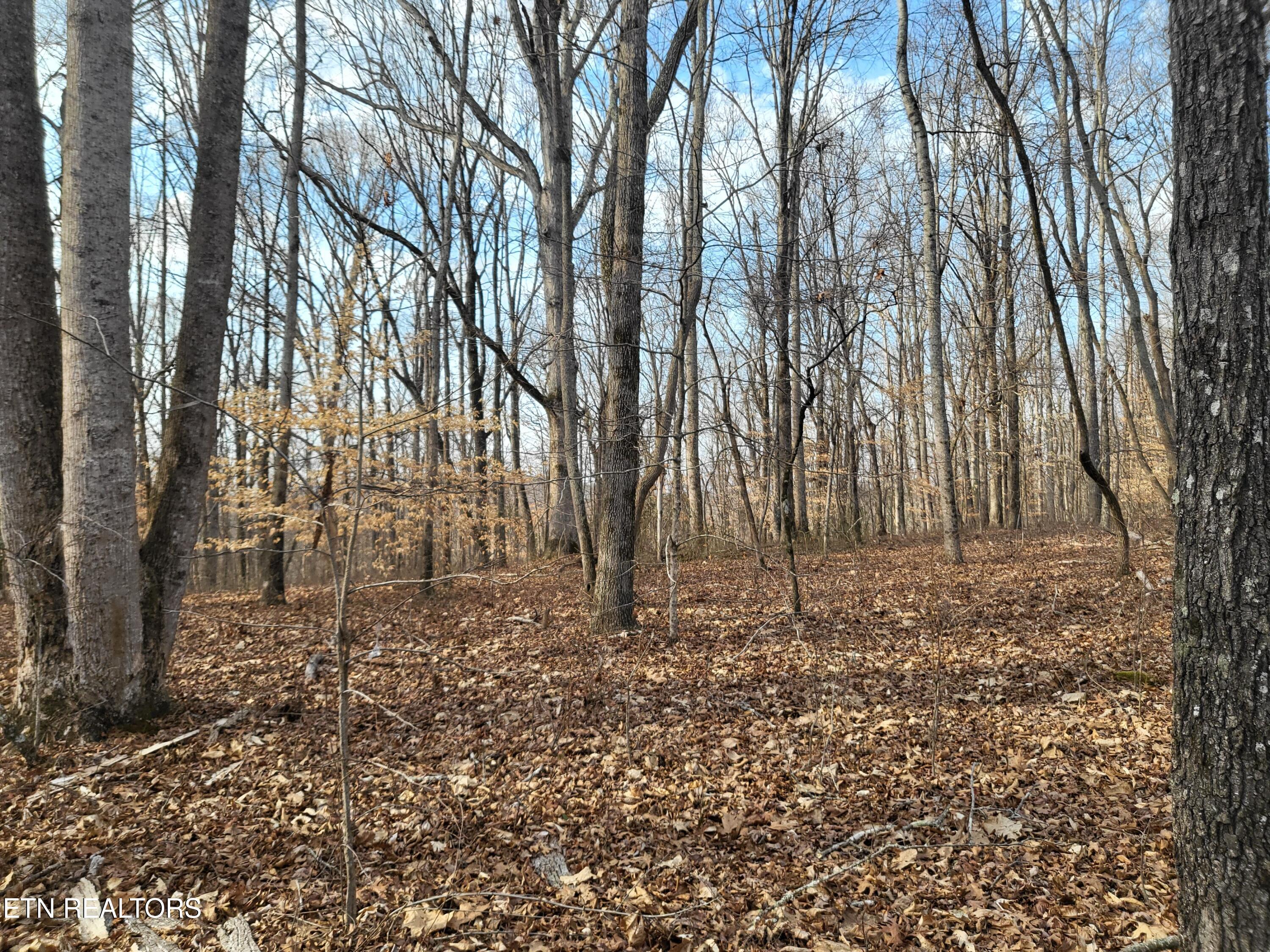 771 County Road 188 Decatur, TN 37322 - Photo 18 of 27 TREES