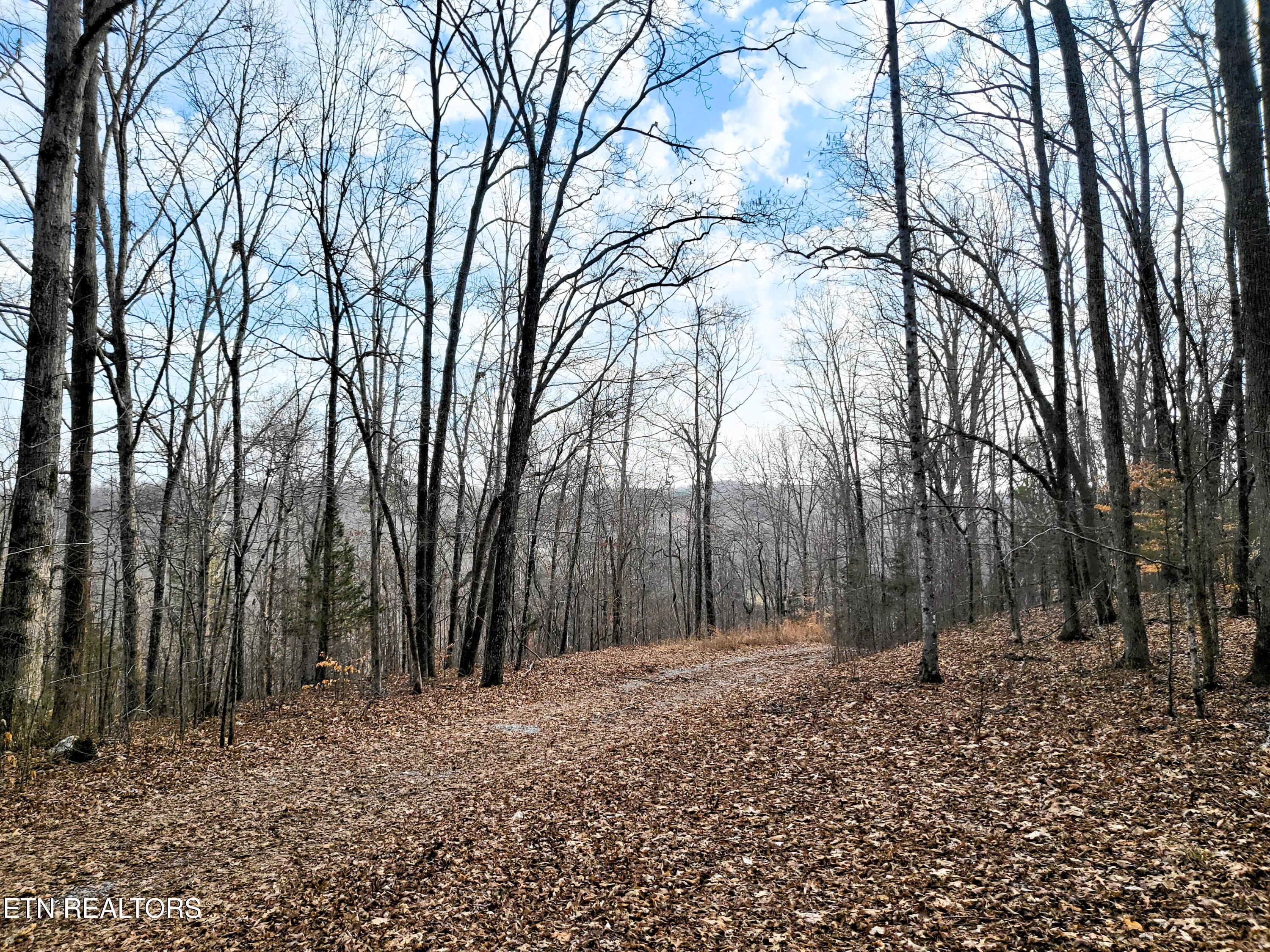 771 County Road 188 Decatur, TN 37322 - Photo 19 of 27 DRIVEWAY AND VIEW