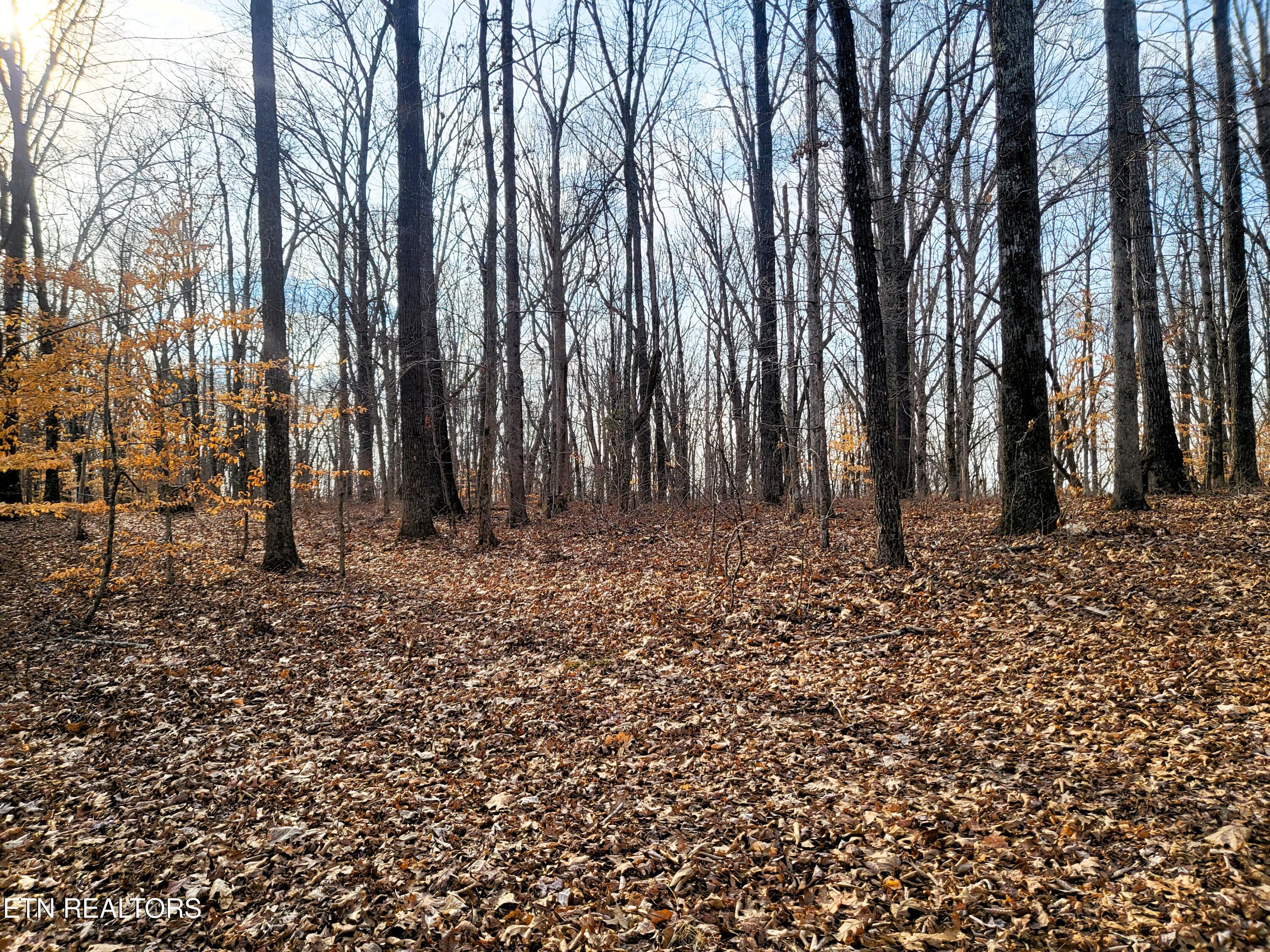 771 County Road 188 Decatur, TN 37322 - Photo 20 of 27 TREES