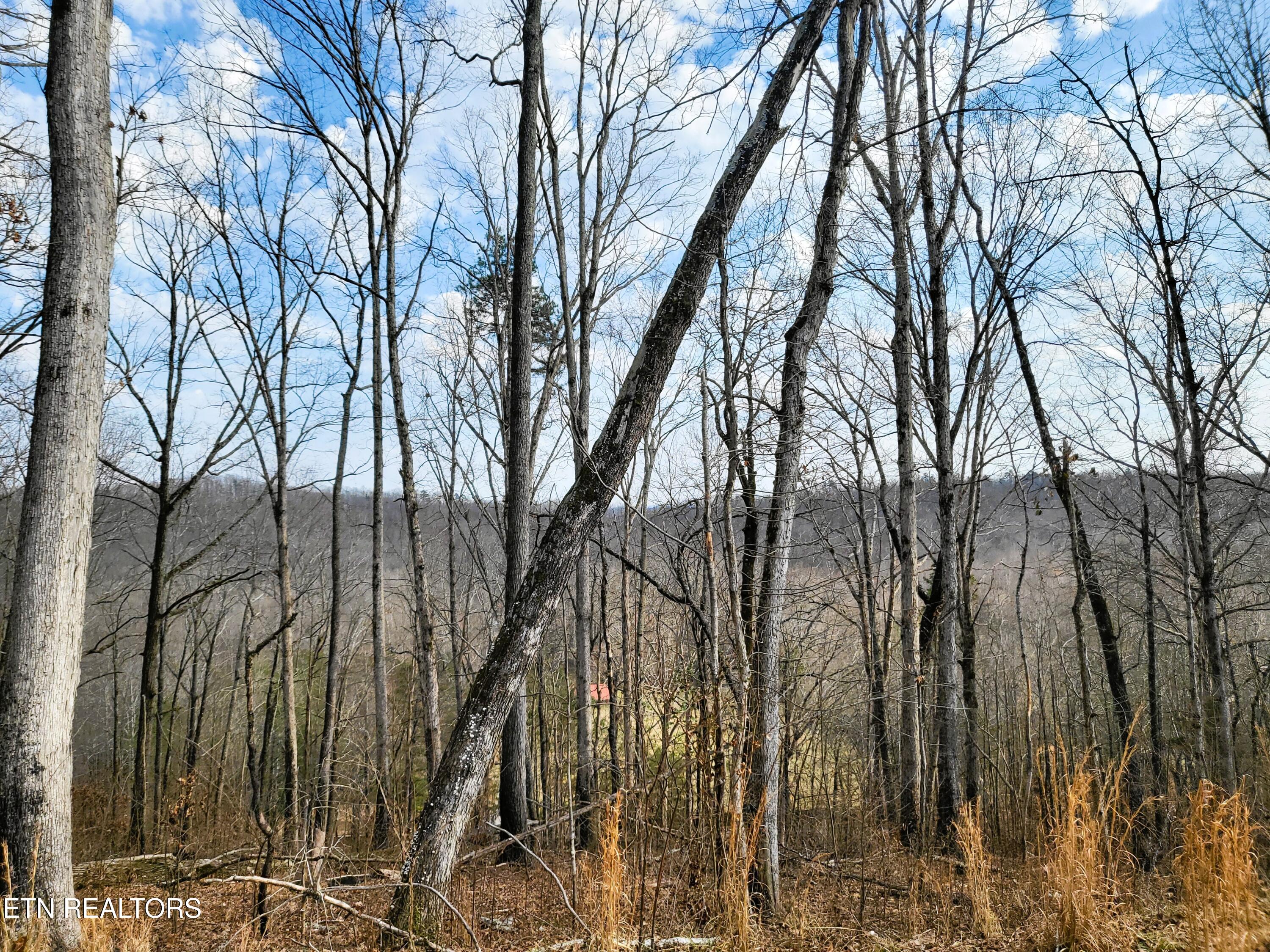 771 County Road 188 Decatur, TN 37322 - Photo 9 of 27 TREES AND VIEW