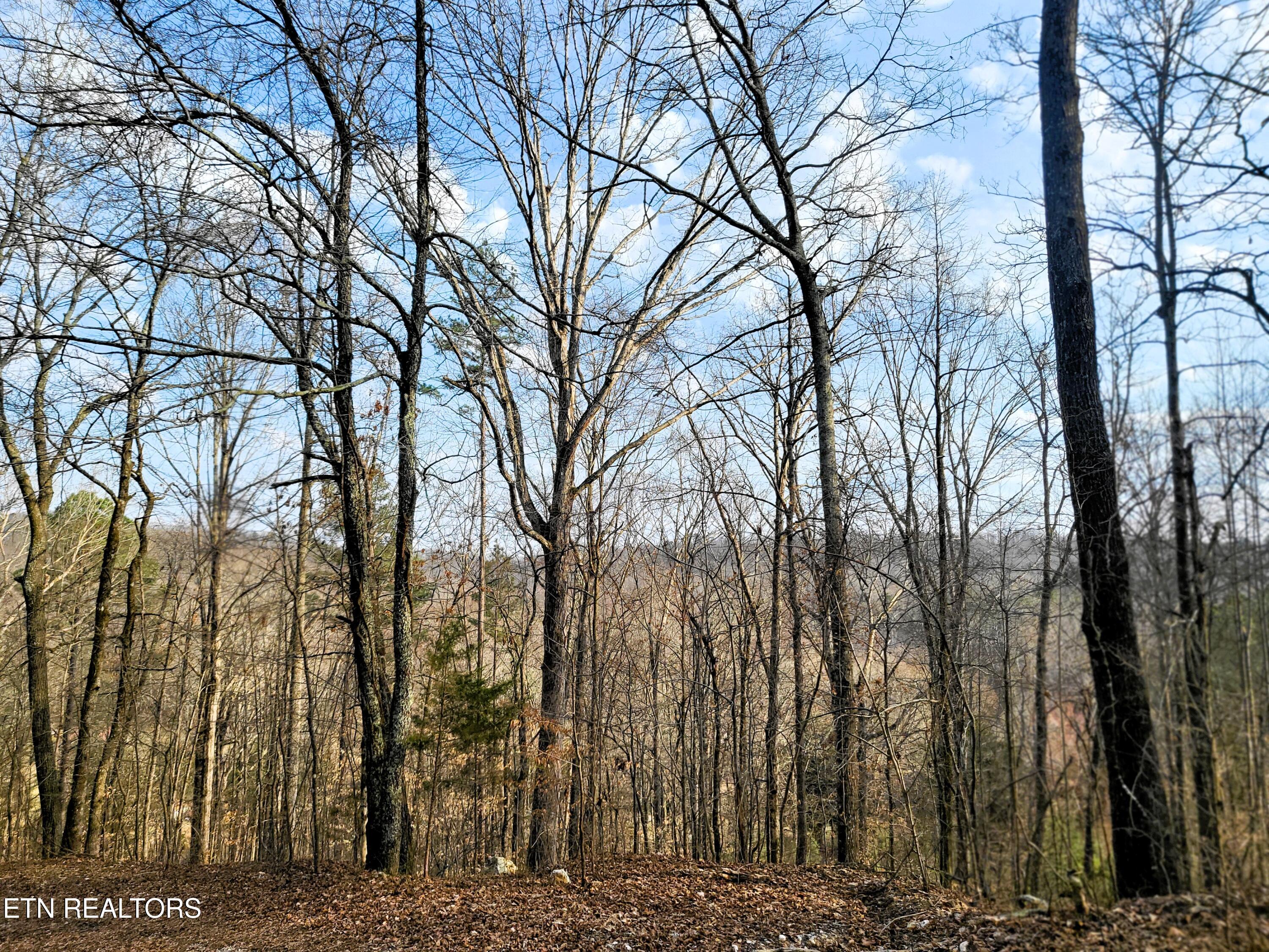 771 County Road 188 Decatur, TN 37322 - Photo 10 of 27 TREES AND VIEW