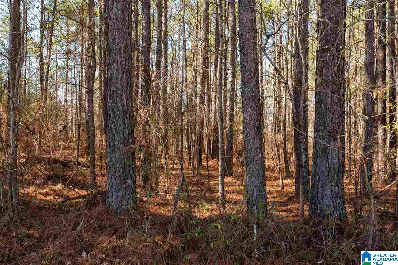 539 Jim Bagwell Road Empire, AL 35063 - Photo 29 of 35 Gallery Image 29