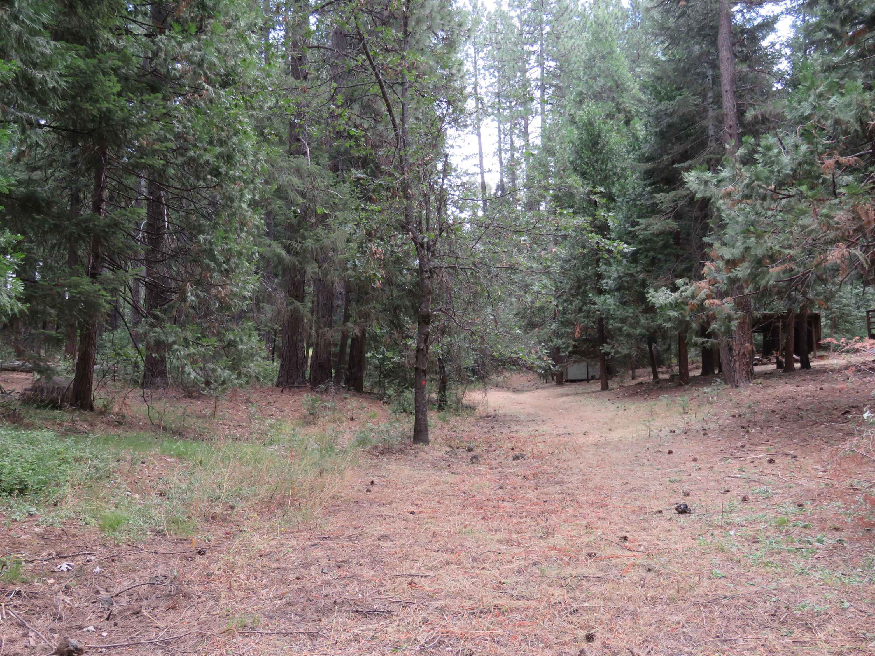 7601 Linda Road Shingletown, CA 96088 - Photo 33 of 36 Looking up the meadow