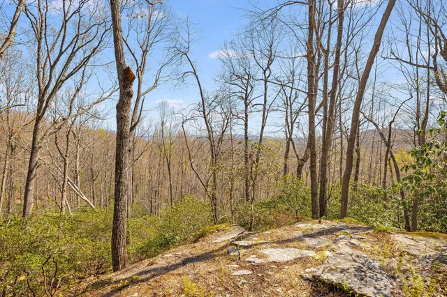 a view of backyard and trees