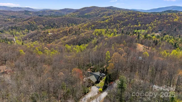 a view of a forest with a tree