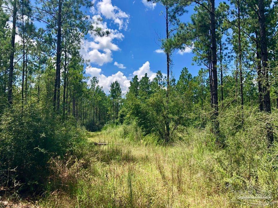 Lot 62 Buffalo Ridge Road Milton, FL 32571 - Photo 6 of 7